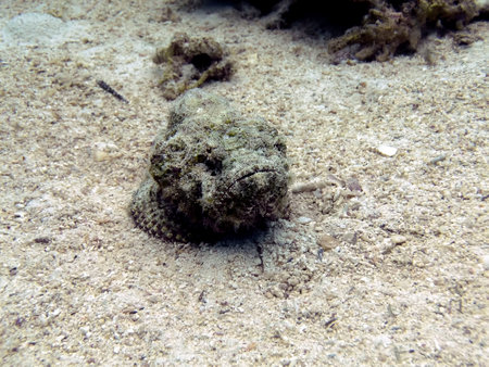 A Devil Scorpionfish (Scorpaenopsis diabolus) in the Red Sea