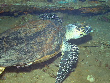 Hawksbill Sea Turtle (Eretmochelys imbricata)
