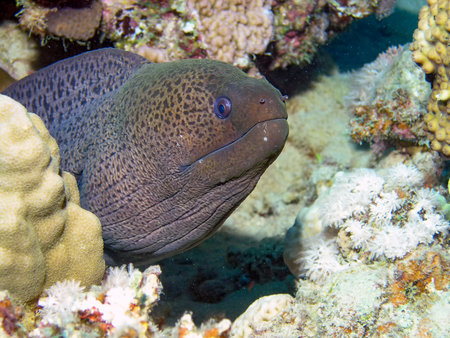 Giant Moray Eel (Gymnothorax javanicus)