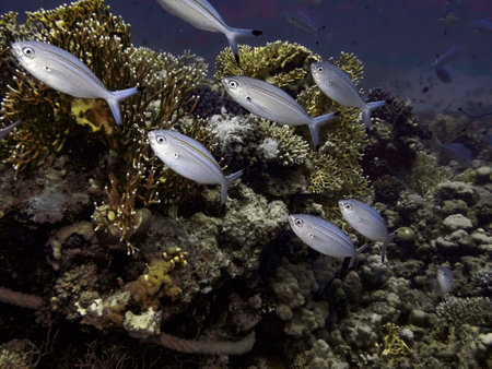 Red Sea Fusiliers (Caesio suevica)の写真素材