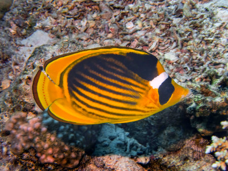 Racoon Butterflyfish (Chaetodon lunula)の写真素材