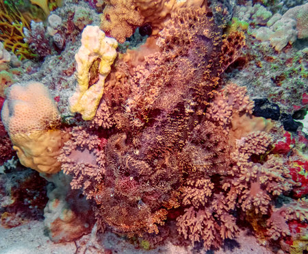 Tassled Scorpionfish (Scorpaenopsis oxycephala)