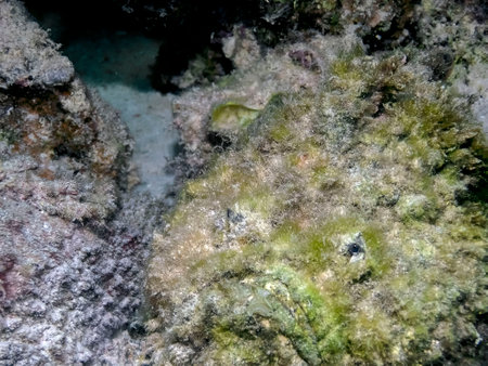 Reef Stonefish (Synanceia verrucosa) in the Red Sea