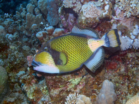 A Titan Triggerfish (Balistoides viridescens)