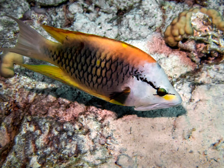 A Slingjaw Wrasse (Epibulus insidiator)