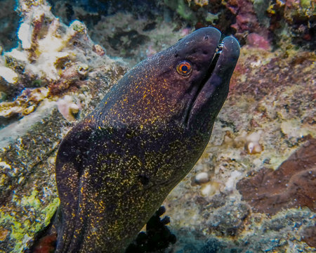 Yellow-edged Moray (Gymnothorax flavimarginatus)