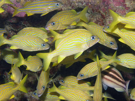 A school of French Grunts (Haemulon flavolineatum)