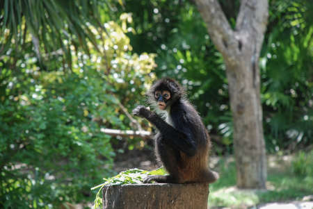 White-Bellied Spider Monkey (Ateles belzebuth)の写真素材