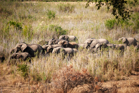 African Elephants (Loxodonta Africana) in South Africaの写真素材