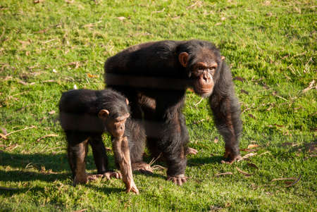 Chimpanzee (Pan troglodytes) in South Africaの写真素材