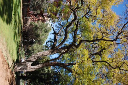 An impressive old tree in the gardens of Melrose House on Burgers Park in Pretoria, South Africa