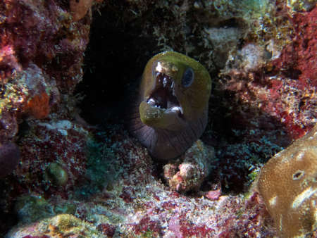 An Undulated Moray Eel (Gymnothorax undulatus) in the Indian Ocean