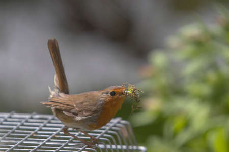 A European Robin (Erithacus rubecula)の写真素材