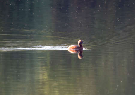 The Slavonian Grebe (Podiceps auritus) is on the UK's rarest nesting birds
