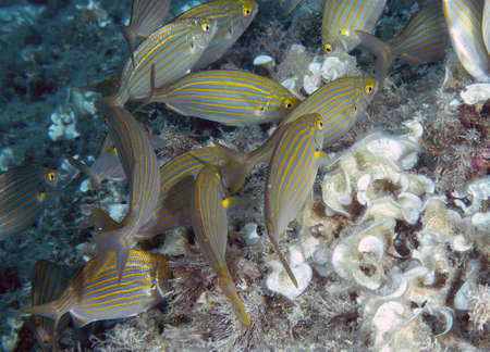A school of Salema Porgys (Sarpa salpa)