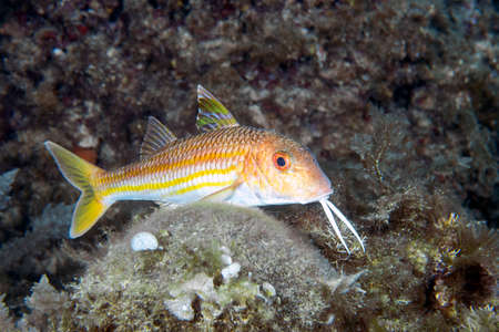 A Red Mullet (Mullus barbatus) in the Mediterranean Sea