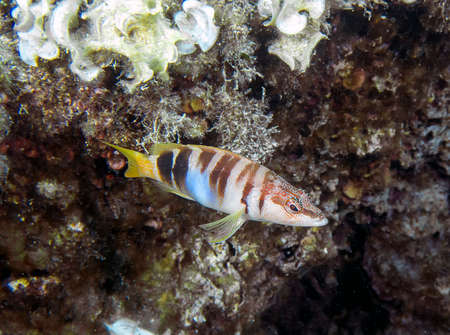 Painted Comber (Serranus scriba) in the Mediterranean Sea