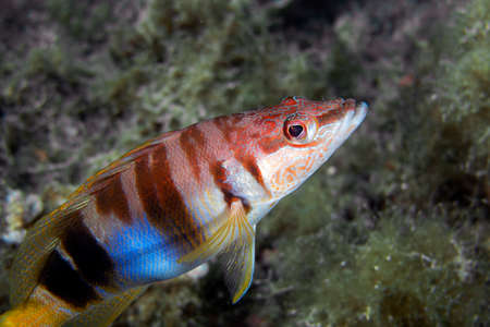 Painted Comber (Serranus scriba) in the Mediterranean Sea