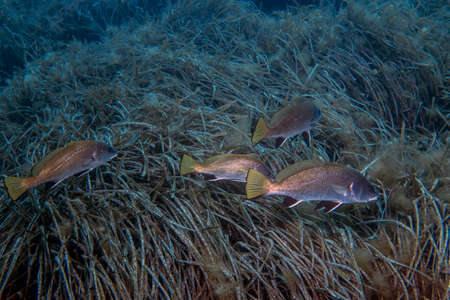 A school of Brown Meagre (Sciaena umbra) in the Mediterranean Sea