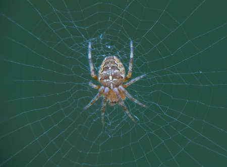 Close up of a small European Garden Spider (Araneus diadematus) in the UKの写真素材