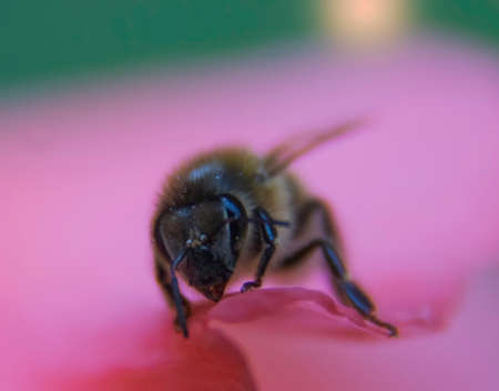 Close up of a European Honey Bee (Apis mellifera) on a flower in the UK