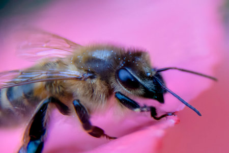 Close up of a European Honey Bee (Apis mellifera) on a flower in the UKの写真素材