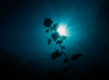 MUSAN - Museum of Underwater Sculpture in Ayia Napa, Cyprusのeditorial素材