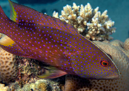 A Lyretail Grouper (Variola louti) in the Red Sea
