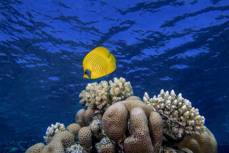 A Masked Butterflyfish (Chaetodon semilarvatus) in the Red Seaの写真素材