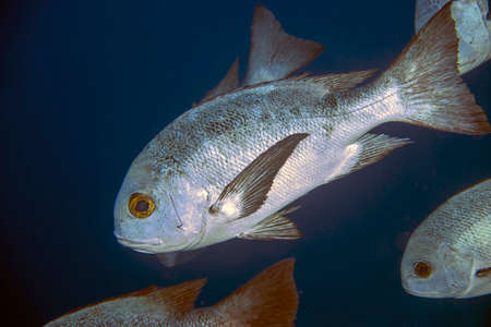A school of Black and White Snapper (Macolor niger) in the Red Sea, Egypt
