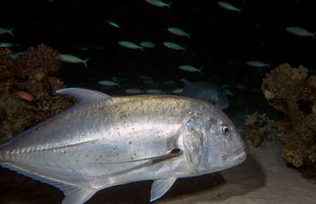 Giant Trevally (Caranx ignobilis) hunting for food at night in the Red Sea, Egypt