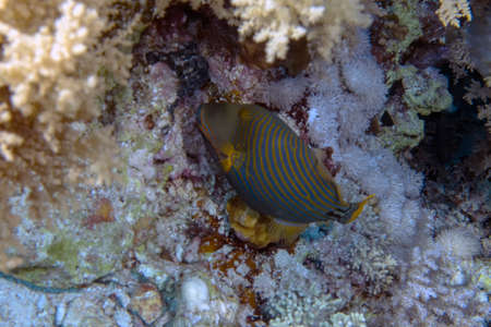 An Orange-lined Triggerfish (Balistapus undulatus) in the Red Sea, Egypt