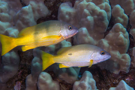 Ehrensberg Snapper (Lutjanus ehrenbergii) in the Red Sea