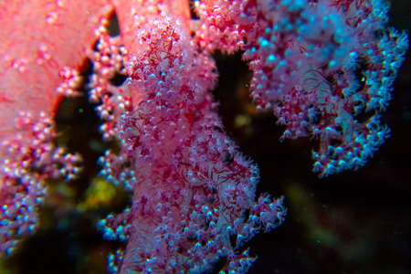 Splendid Knotted Fan Coral (Acabaria spendens) in the Red Sea, Egyptの写真素材