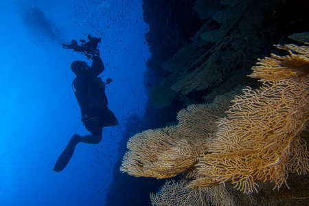 Divers exploring the underwater world of the Red Sea in Egypt