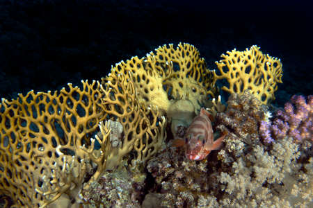 A Blacktip Grouper (Epinephelus fasciatus) in the Red Sea, Egypt