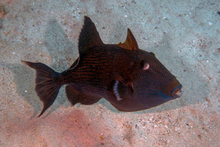 A Blue Triggerfish (Pseudobalistes fuscus) in the Red Sea, Egypt