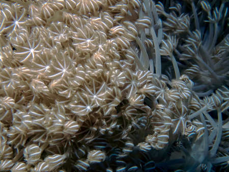 Pulsing Xenia (Xenia elongata) soft coral in the Red Sea, Egypt