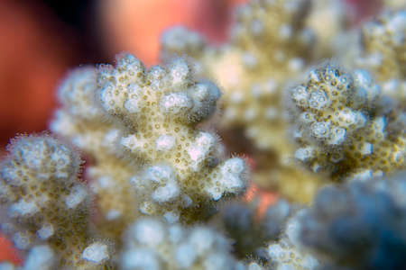 Echinopora irregularis hard coral in the Red Sea, Egypt