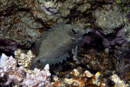 A Dusky Rabbitfish (Siganus luridus) in the Red Sea, Egypt