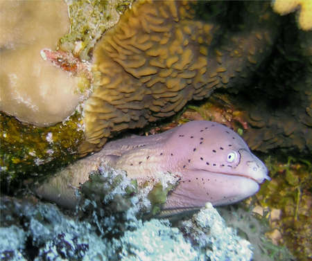 A Geometric Moray Eel (Gymnothorax griseus) in the Red Sea, Egypt