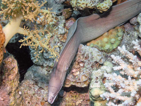 A Geometric Moray Eel (Gymnothorax griseus) in the Red Sea, Egypt