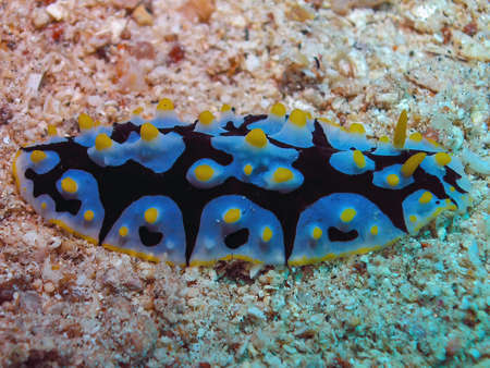 A Varicose Wart Slug (Phyllidia Varicosa) in the Red Sea, Egyptの写真素材