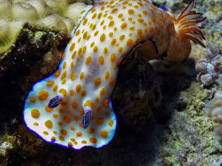 A Cute Risbecia (Risbecia pulchella) nudibranch in the Red Sea