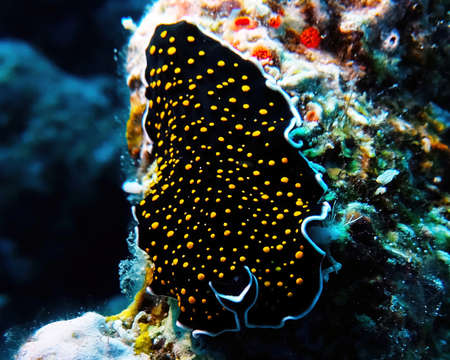 A Gold Spotted Flatworm (Thysanozoon nigropapillosum) in the Red Seaの写真素材