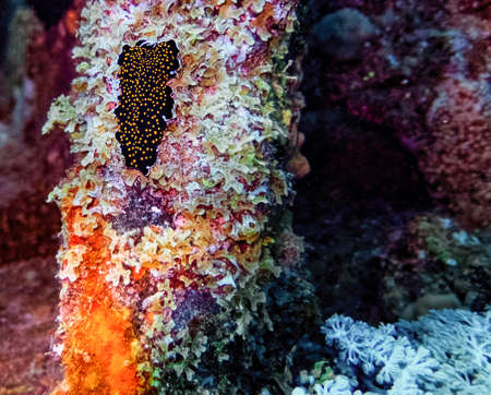 A Gold Spotted Flatworm (Thysanozoon nigropapillosum) in the Red Sea