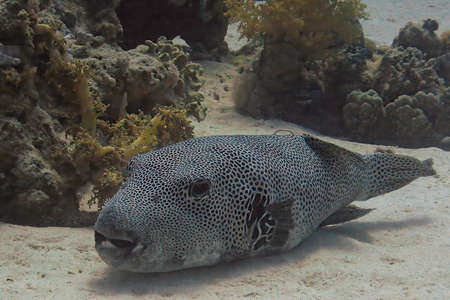 A Starry Puffer (Arothron stellatus) in the Red Sea, Egypt