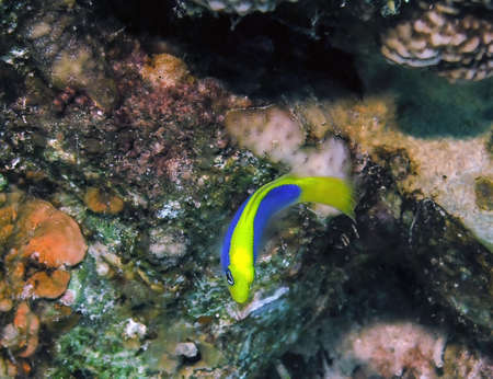 A Yellowback Dottyback (Pseudochromis flavivertex) in the Red Sea, Egyptの写真素材