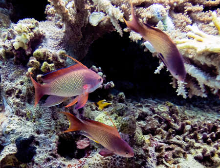 Jewel Fairy Basslets (Pseudanthias squamipinnis) in the Red Sea, Egypt