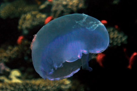 A Moon Jellyfish (Aurelia aurita) in the Red Sea, Egypt